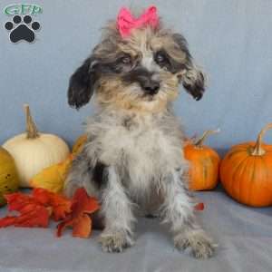 Princess- micro mini, Mini Goldendoodle Puppy